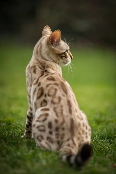 White Bengal in Grass — Stock Photo, Image