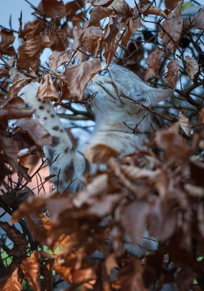 Witte Bengalen op boom — Stockfoto