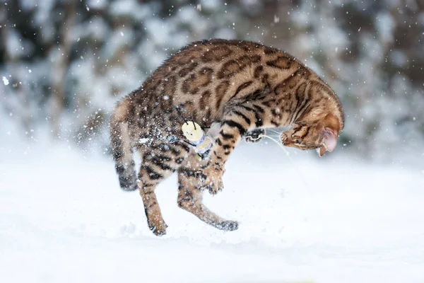 Bengala acción de nieve —  Fotos de Stock