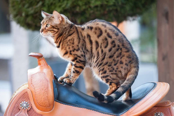 Bengal Cat on Saddle — Stock Photo, Image