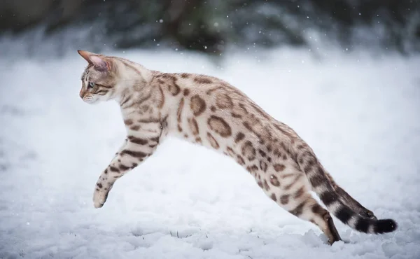 Bengala branca na neve — Fotografia de Stock