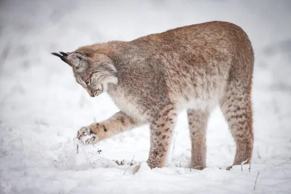 Lynx playing in Snow — Stock Photo, Image