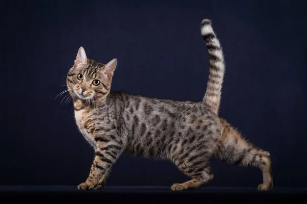 Bengalkatze im Atelier — Stockfoto