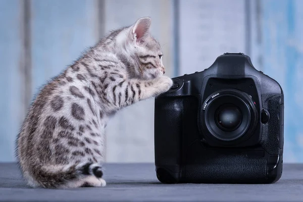 Photographer Kitten — Stock Photo, Image