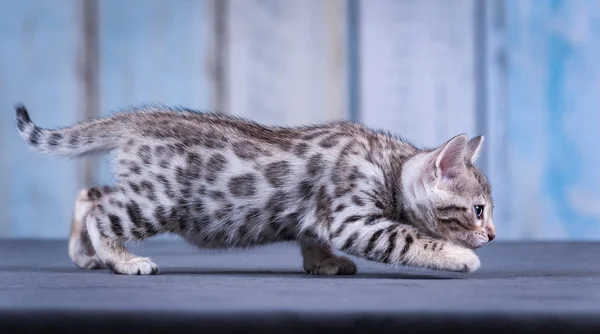 Bengal Kitten Silver — Stock Photo, Image