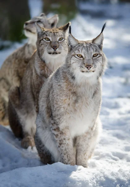 Lynx in Snow — Stock Photo, Image