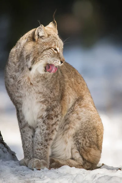 Lynx sitting in Snow — Stock Photo, Image