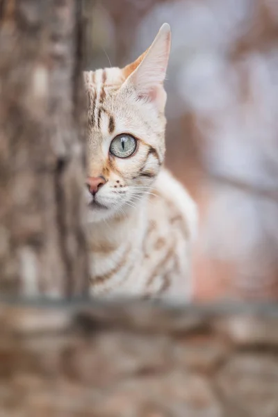 Bengala branca escondida atrás da árvore — Fotografia de Stock