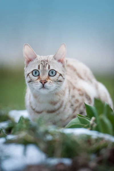 Beyaz Bengal açık — Stok fotoğraf