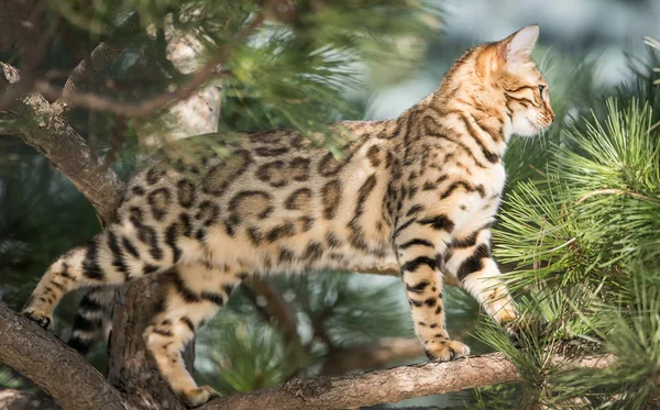 Bengalen op boom — Stockfoto