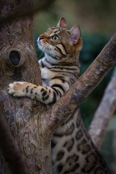 Bengal auf Baum Stockbild