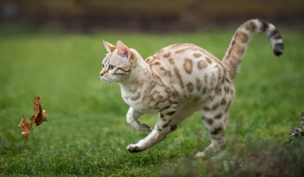 Weißer Bengal jagt Blatt Stockbild