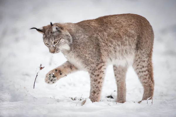 Lynx spelen in de sneeuw Rechtenvrije Stockfoto's