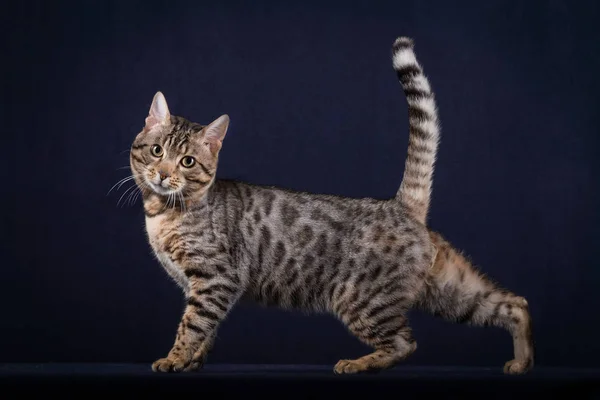Bengala gato no estúdio Fotografias De Stock Royalty-Free