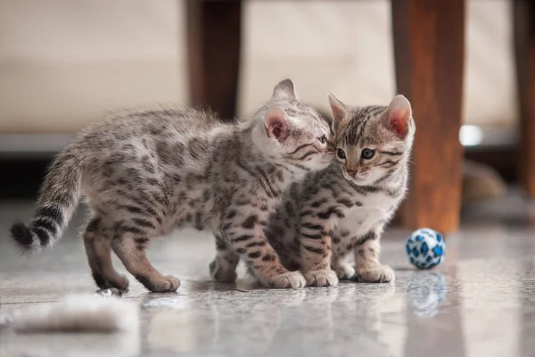 Bengal yavru kedi gümüş - Stok İmaj