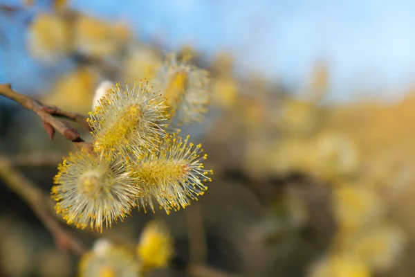 Wierzba szara (Salix atrocinerea) męskie kwiatostany, z pięknym rozmytym tle wielu innych kwiatostanów — Zdjęcie stockowe