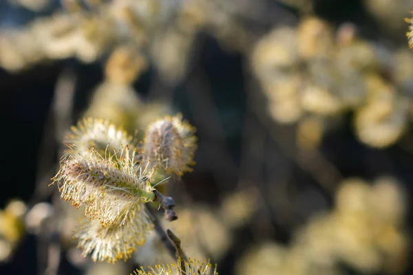 Gray willow (Salix atrocinerea) male inflorescences, with a beautiful blurry background of many other inflorescences — Stock Photo, Image