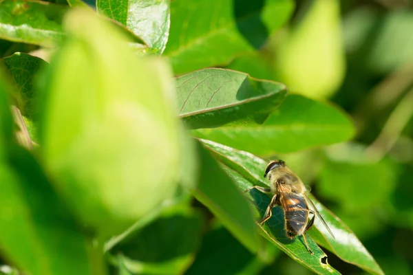 蜂蜜蜜蜂在叶子 — 图库照片
