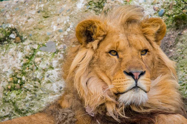 Ritratto di leone africano occidentale . Immagini Stock Royalty Free