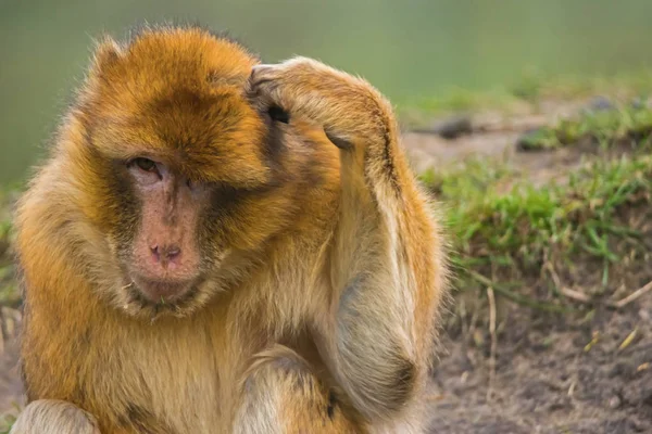 Macaco barbaro che si gratta la testa . Fotografia Stock