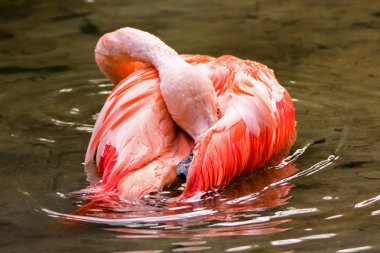 Şili Yüzme flamingo