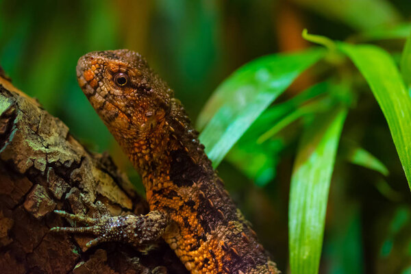 Chinese crocodile lizard