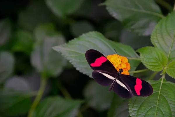 Красная бабочка почтальона, небрежно сидящая на цветке Лантаны . — стоковое фото