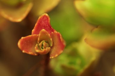 İki Sırastonecrop yakın. Alpler'in bitkisi. Etli.