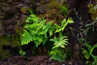 Toyba toprağından yetişen eğrelti otu