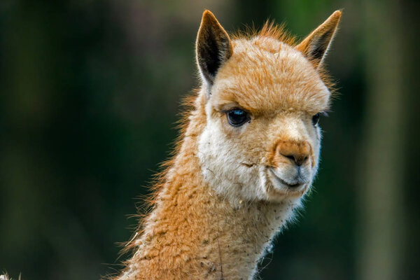Portrait of a young vicuna.