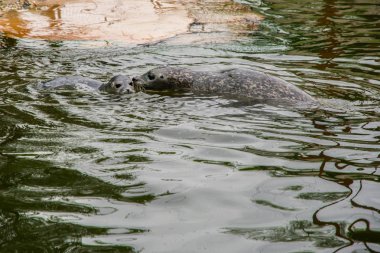 Anne ve bebek earless mühür.