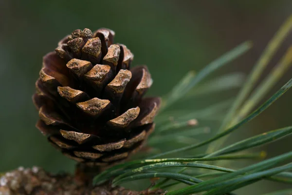 Close-up van een dennenappel op een tak — Stockfoto