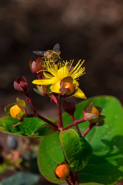 Ape di miele su un fiore giallo Foto Stock