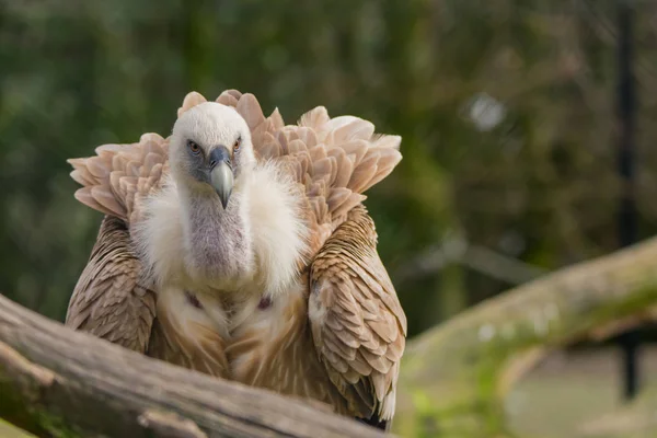 Buitre leonado — Foto de Stock