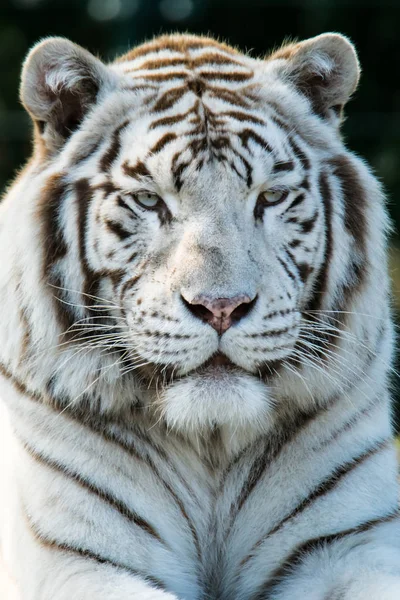 Ritratto di tigre bianca . Foto Stock