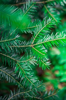Ormandaki firavun dalları karanlık bir arka planda. Ladin iğneleri..