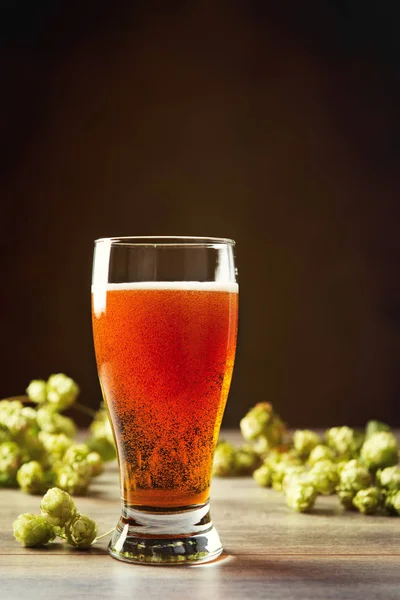 Birra con luppolo — Foto Stock