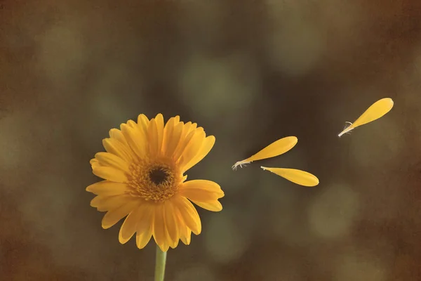 Gerbera tek kök çiçek kafa — Stok fotoğraf