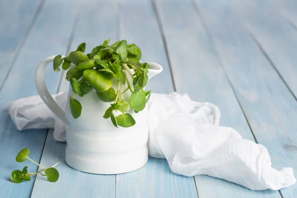 Watercress In Ceramic Jug — Stock Photo, Image