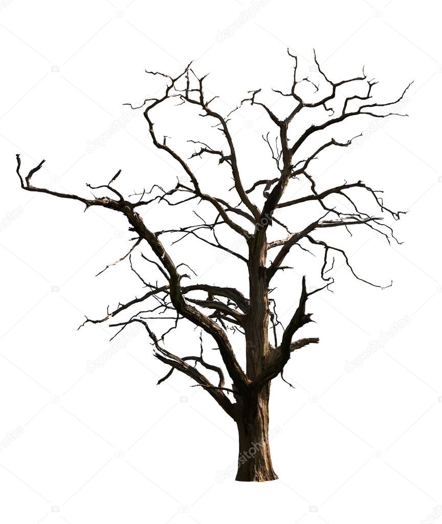 Dead Tree Isolated On White