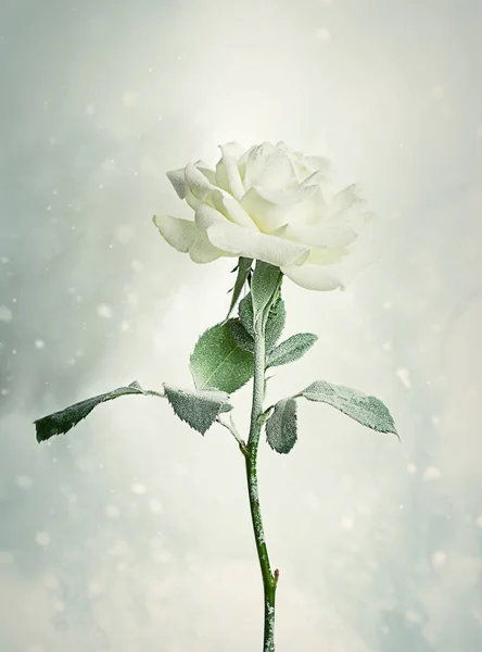 Christmas Rose — Stock Photo, Image