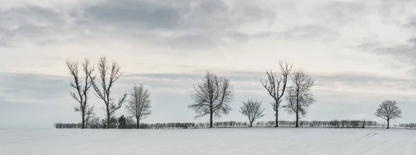 Ligne d'arbre dans la neige — Photo