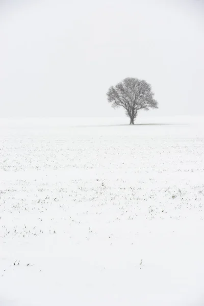 Arbre solitaire en hiver — Photo