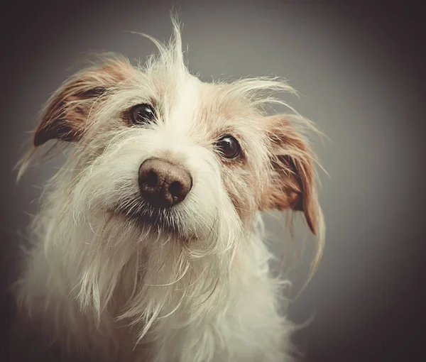 Dog Portrait — Stock Photo, Image