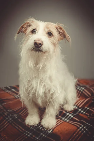 Retrato de perro mascota —  Fotos de Stock