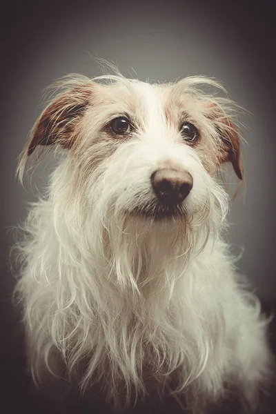 Rescue Dog Portrait — Stock Photo, Image