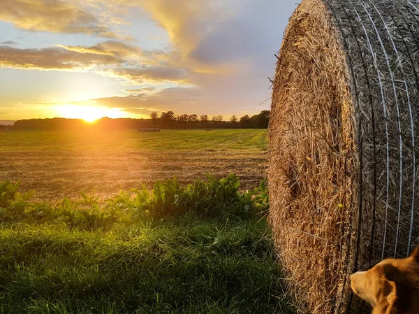 Straw bale in the sunset — Stock Photo, Image
