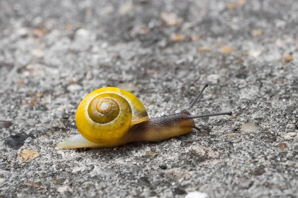 White-lipped snail — Stock Photo, Image