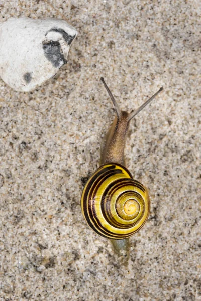 White-lipped snail — Stock Photo, Image