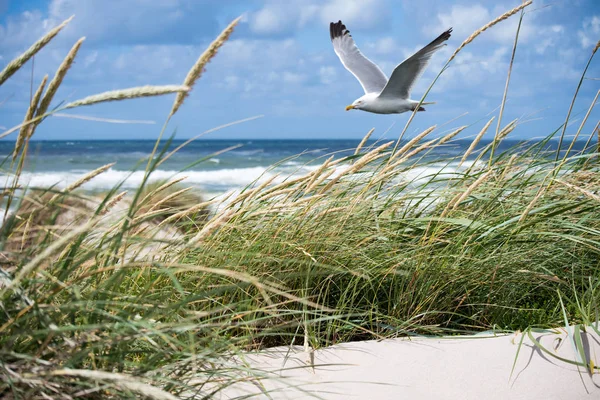 Gaviota en las dunas —  Fotos de Stock